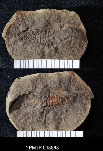 Anthracaris gracilis