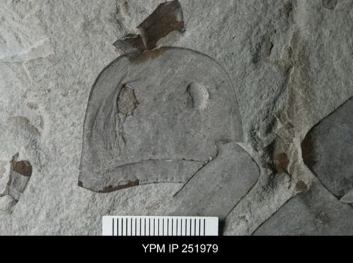 Eurypterus sp.
