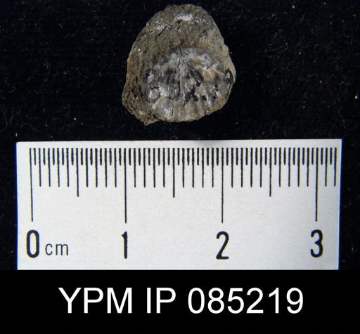 Coelospira hemispherica