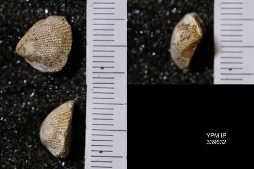 Cardium whitei