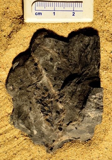 Lepidostrobus gracilis