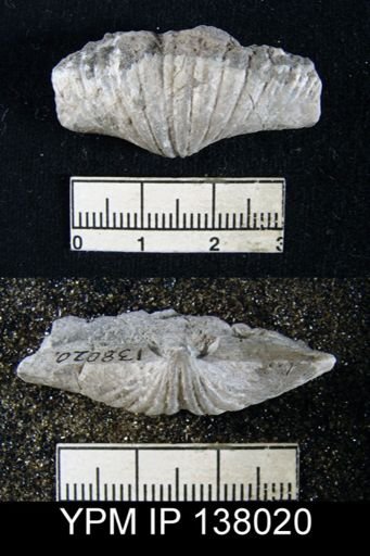 Pterospirifer sp.