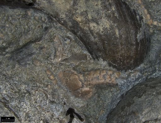 Aplocoma damesii