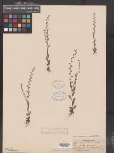 Myosotis verna