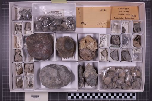 mixed taxa, stratigraphic collection
