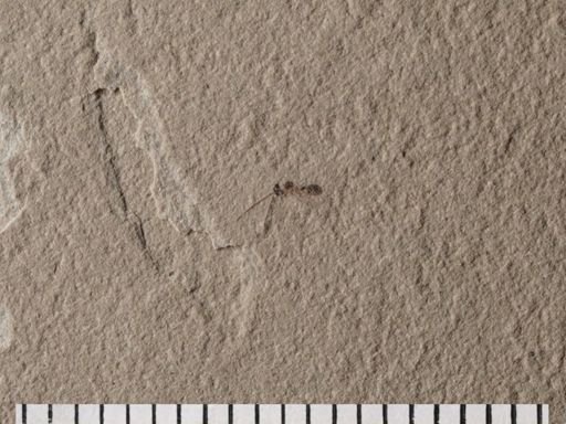 Hymenoptera