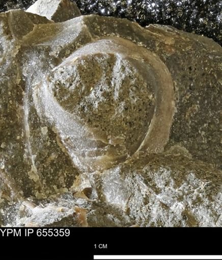 undet. Bivalvia