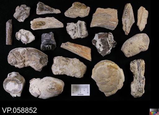 undet. Actinopterygii