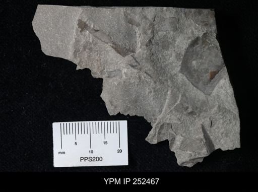 undet. Eurypterida
