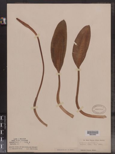 Orontium aquaticum
