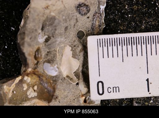 undet. Scaphitidae
