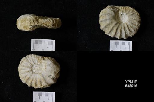Stoliczkaia dispar