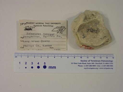 Teleoceras fossiger