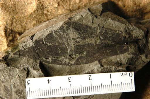 Oreodaphne mississippiensis
