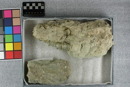 Bothriodon sp.