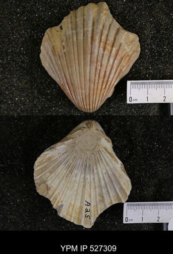 Pecten texana