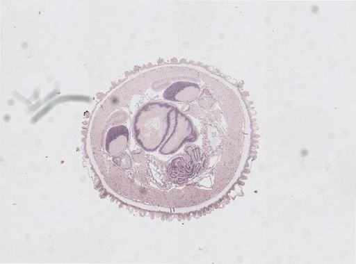 Plicatoperipatus jamaicensis