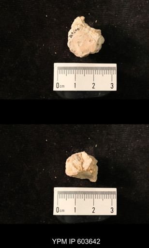 Productus cf. redesdalensis