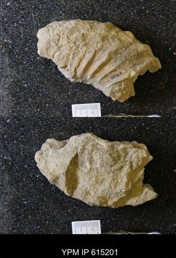 undet. Acanthocerataceae