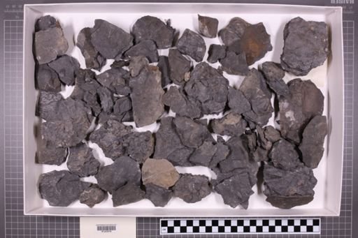 mixed taxa, stratigraphic collection