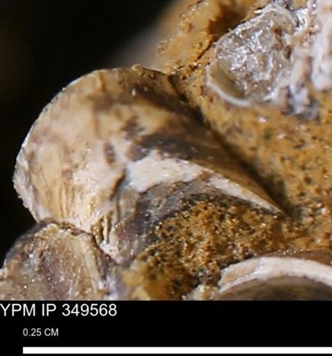 undet. Mollusca