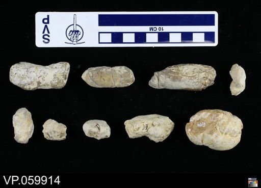 Ichnofossil (vertebrate)