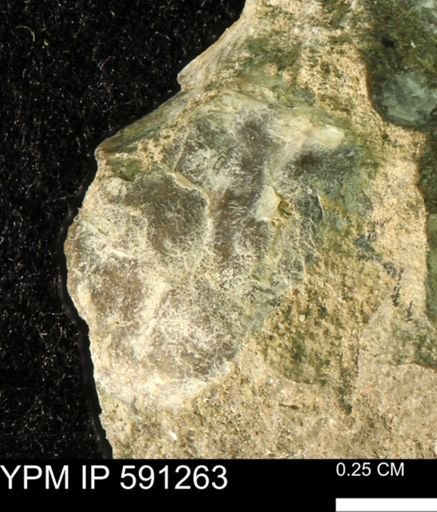 Ostrea translucida