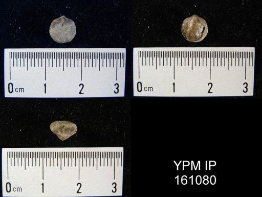 Dalmanella sp.