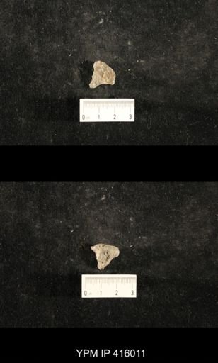 Myalina sp.; fragments of