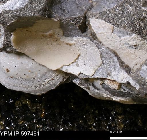 Limopsis striatopunctatus