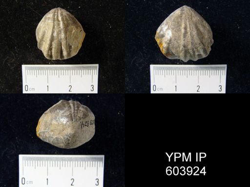 Leiorhynchus sp.