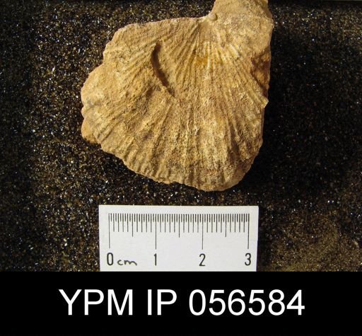Strophonella punctulifera