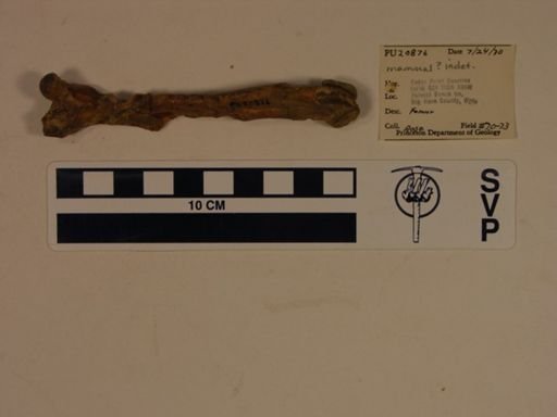 undet. Mammalia