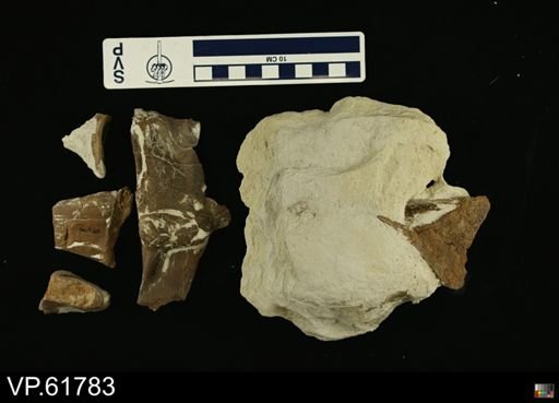 undet. Mosasauridae