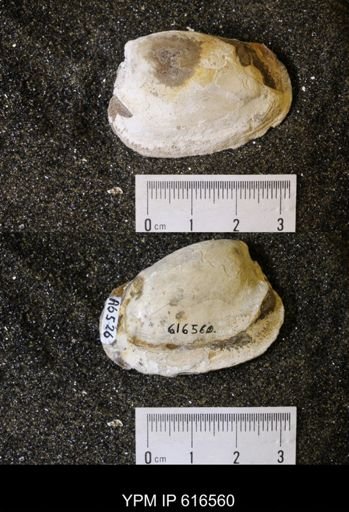 Corbicula?