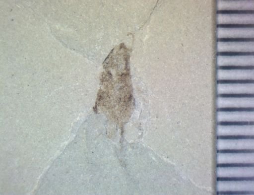 undet. Hexapoda