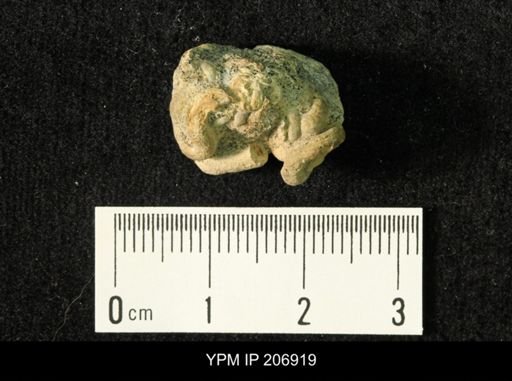 Glomerula gordialis
