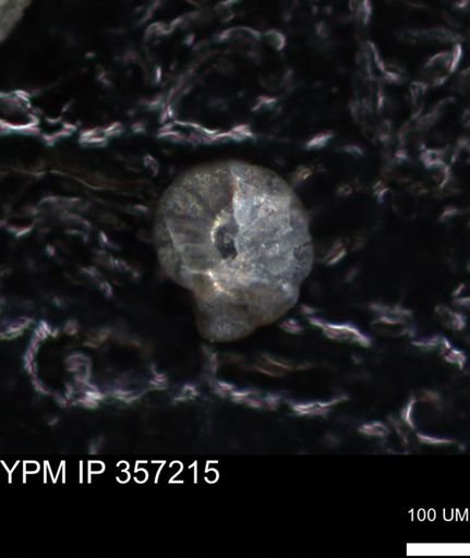 undet. Foraminiferida