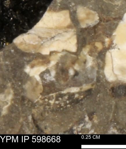 undet. Mollusca