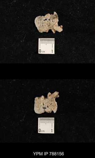 undet. Brachiopoda