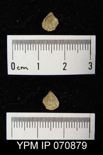 Homoeospira schucherti