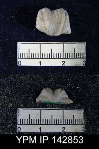 Chonetes (Waagenites) grandicosta