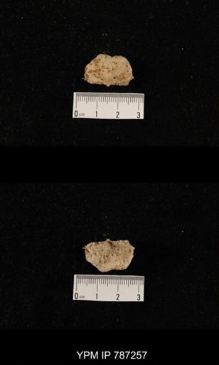 undet. Brachiopoda