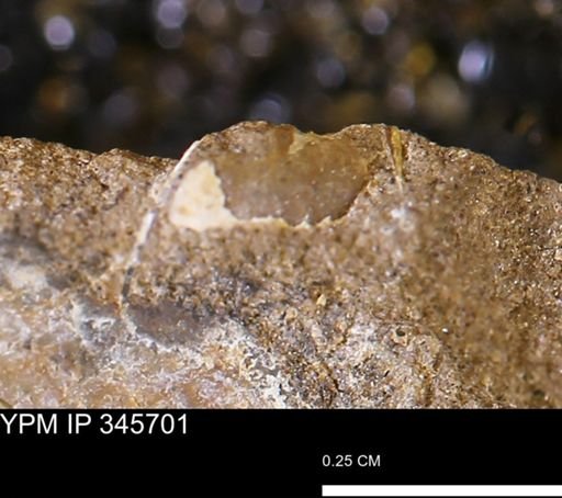 undet. Mollusca
