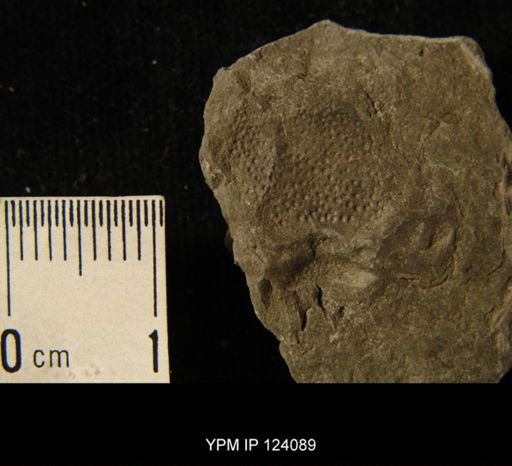 Phacops rana