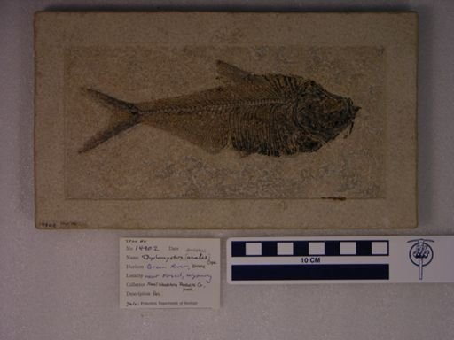 Diplomystus analis