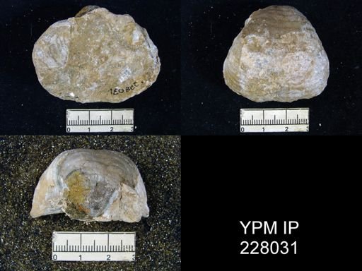 Echinoconchus semipunctatus knighti
