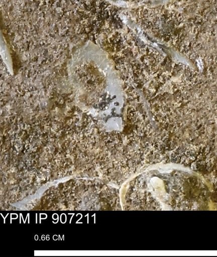 undet. Mollusca