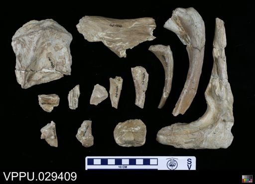 Mosasaurus sp.