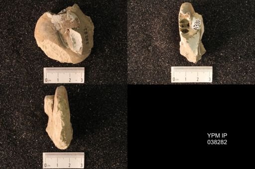 Hoploscaphites nicolletii